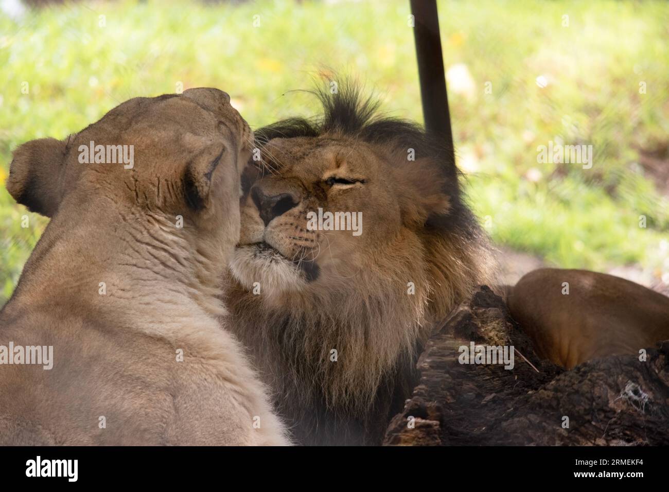 Essendo più piccoli e leggeri dei maschi, le leonesse sono più agili e veloci. Durante la caccia, le femmine più piccole inseguono la preda verso il centro della monaca Foto Stock