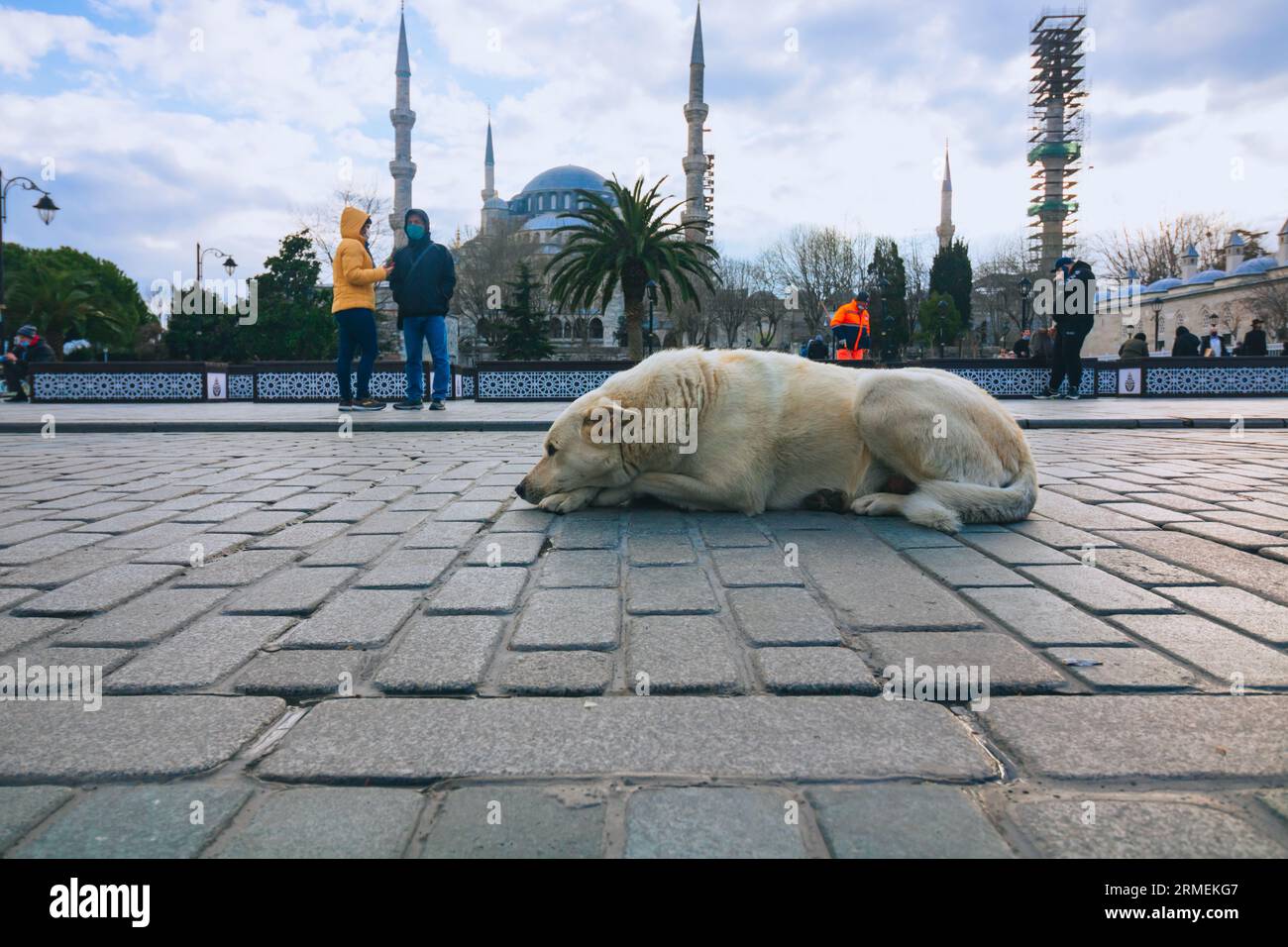 Un cane randagio e delle persone in piazza Sultanahmet. Moschea Blu sullo sfondo. Vicoli o animali randagi di Istanbul. Istanbul Turkiye - 3.16.2021 Foto Stock