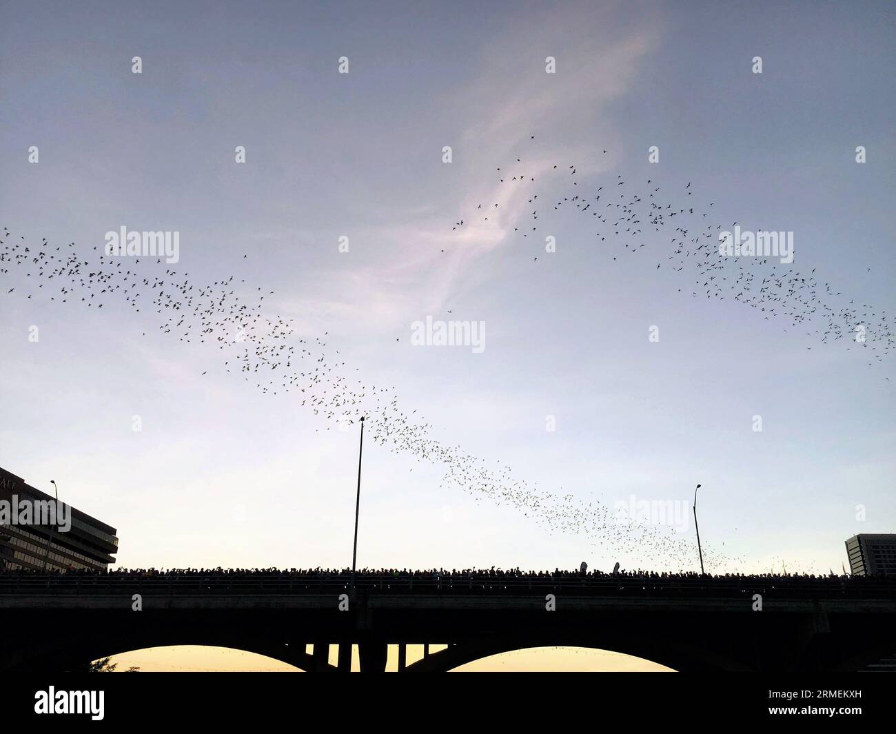 Pipistrelli messicani dalla coda libera che emergono sotto il Congress Street Bridge di Austin, Texas al crepuscolo d'estate Foto Stock