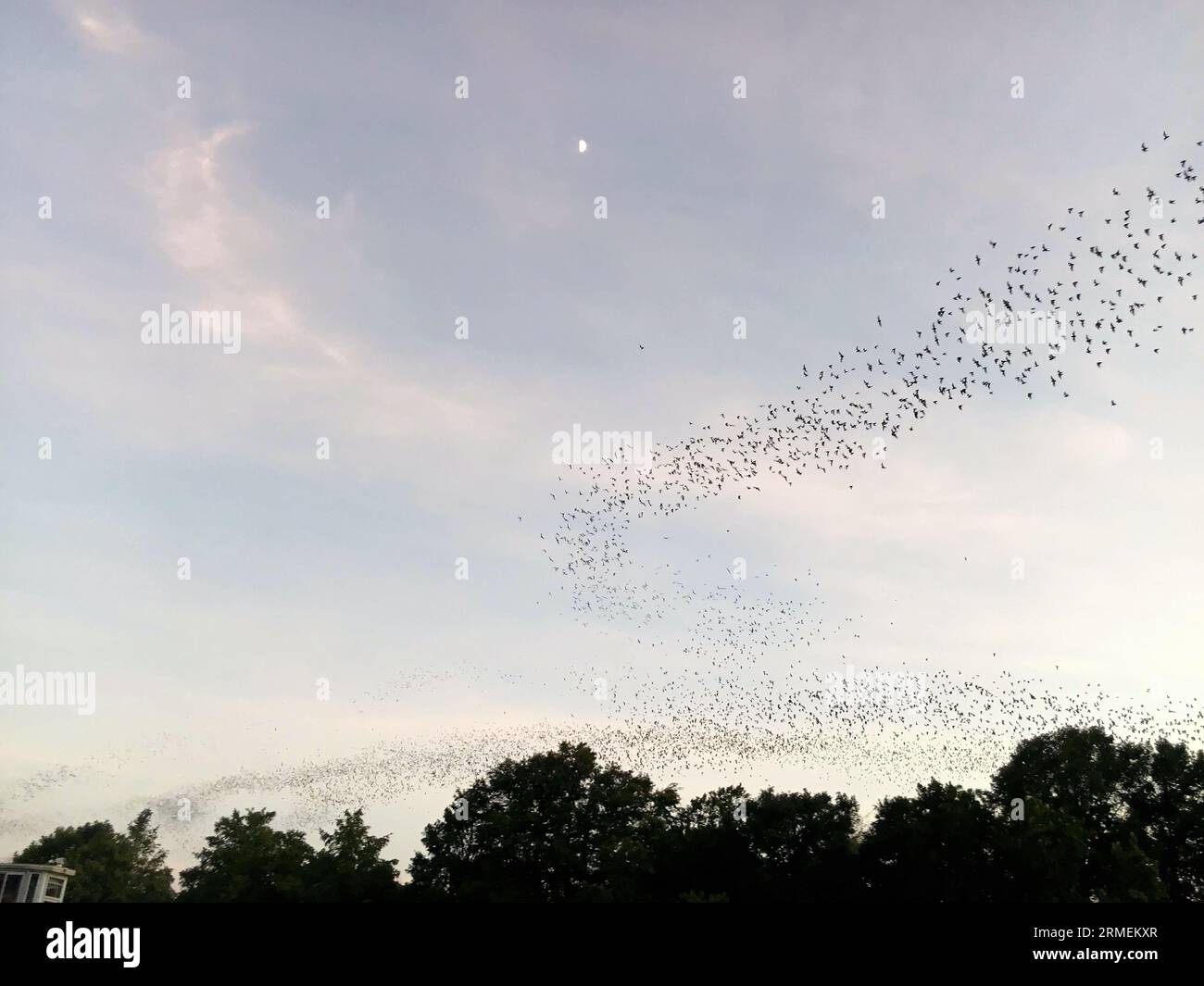 Pipistrelli messicani dalla coda libera che emergono sotto il Congress Street Bridge di Austin, Texas al crepuscolo d'estate Foto Stock