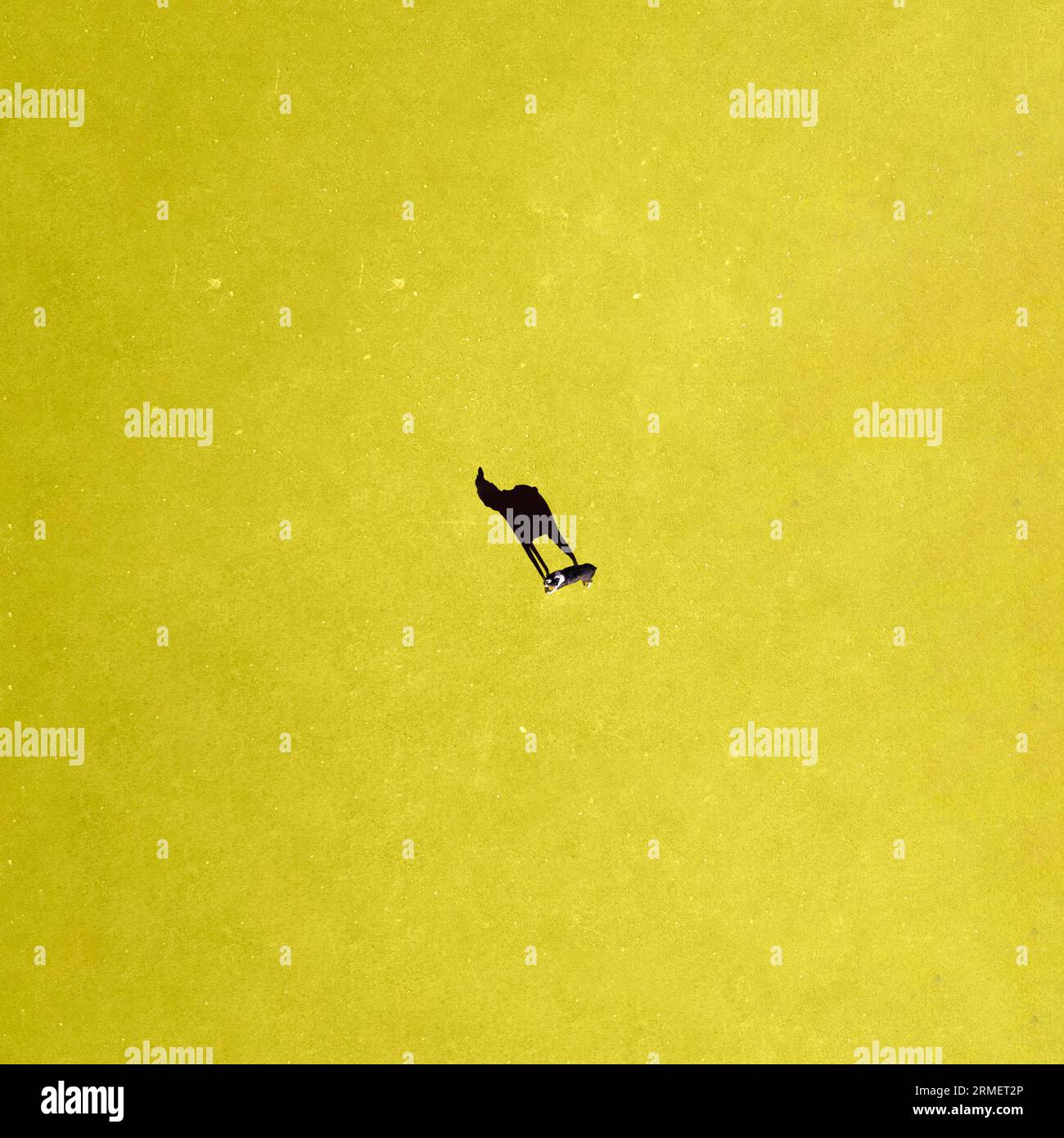 Carino doggy su sfondo giallo Foto Stock
