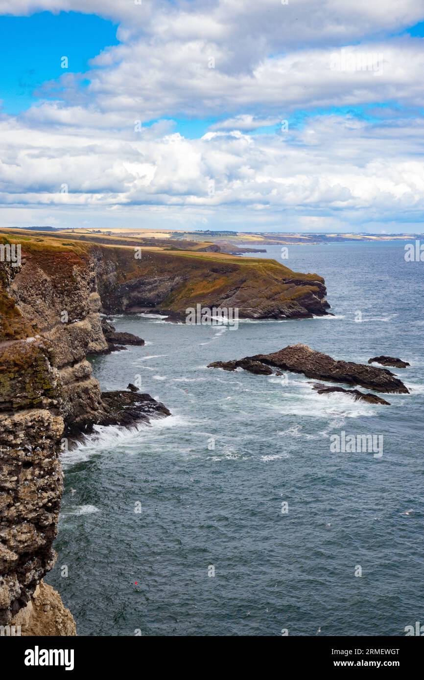 Riserva naturale di Fowlsheugh, Scozia Foto Stock