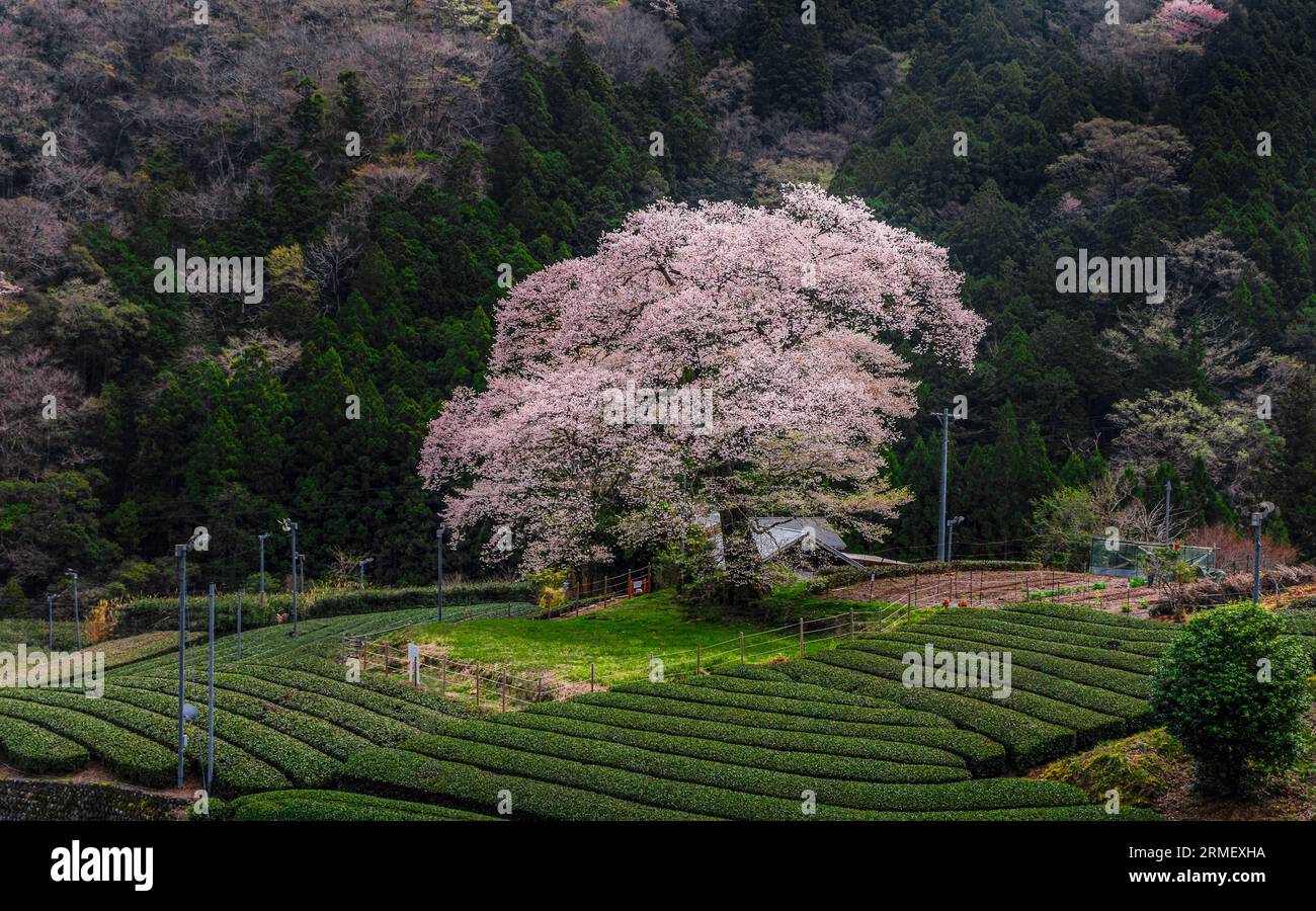 Fotografia di alberi giganti sakura nella prefettura di Shizuoka. Foto Stock