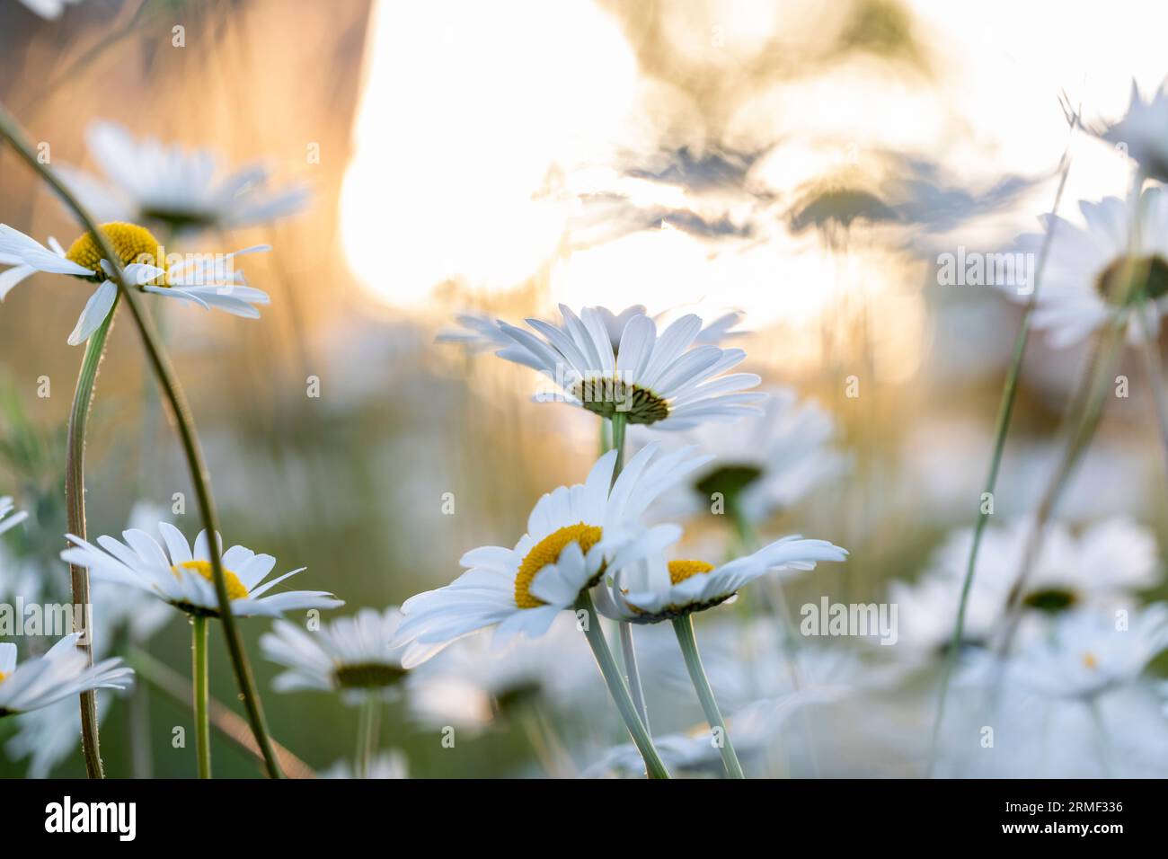 Fiori di marguerite bianchi fioriti in estate Foto Stock