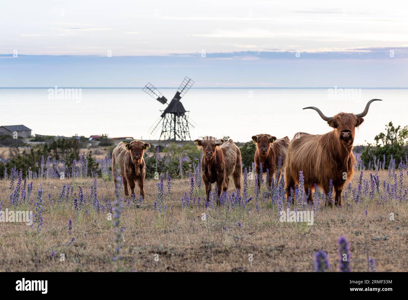 Mucche delle Highland scozzesi che pascolano nei prati fioriti Foto Stock