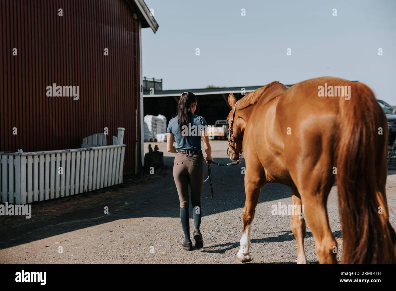 Vista posteriore della donna che guida il cavallo sul paddock Foto Stock