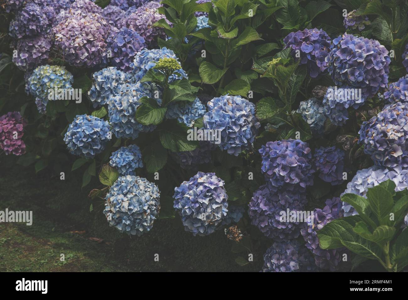 Fiore di ortensia blu in piena fioritura Foto Stock