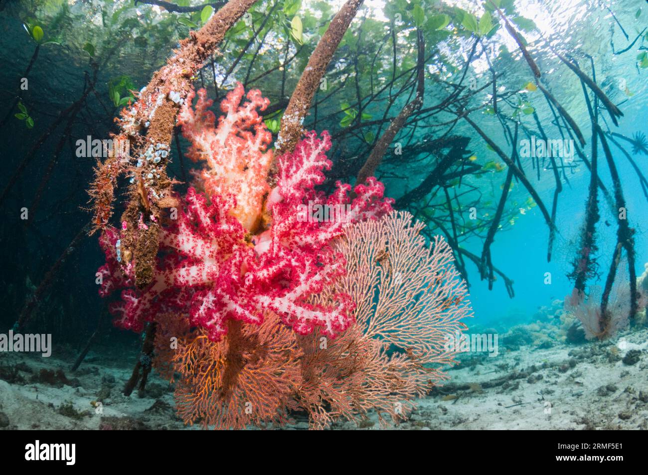 Corallo morbido che cresce sulle radici di mangrovie (Rhizophora sp.). Raja Ampat, Indonesia. Foto Stock