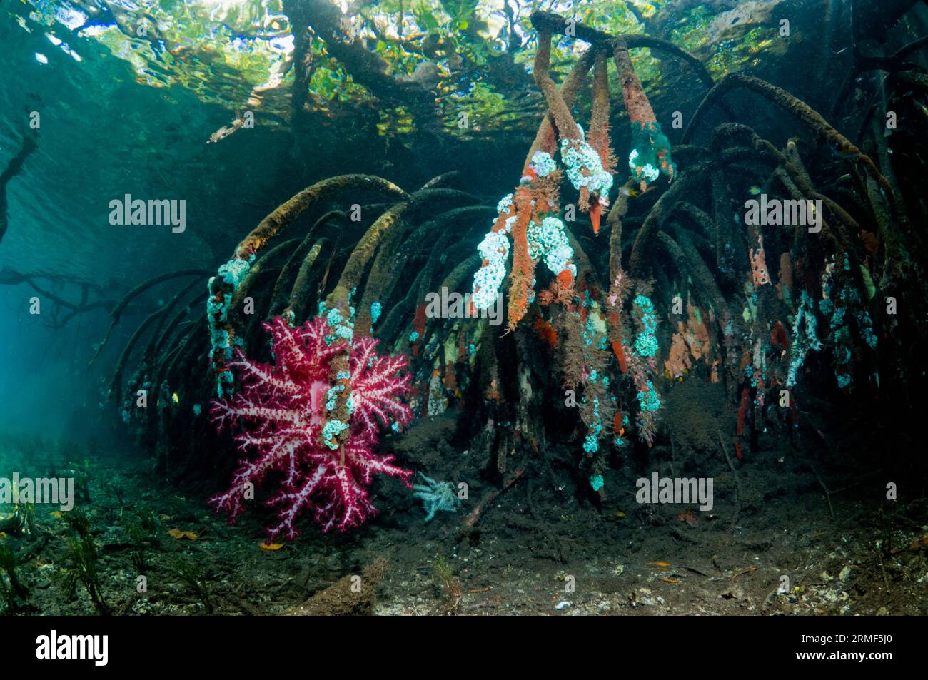 Mangrovie blu. Corallo morbido e altri invertebrati che crescono sulle radici di mangrovie (Rhizophora sp.) sul bordo della barriera corallina. Raja Ampat, West Papu Foto Stock