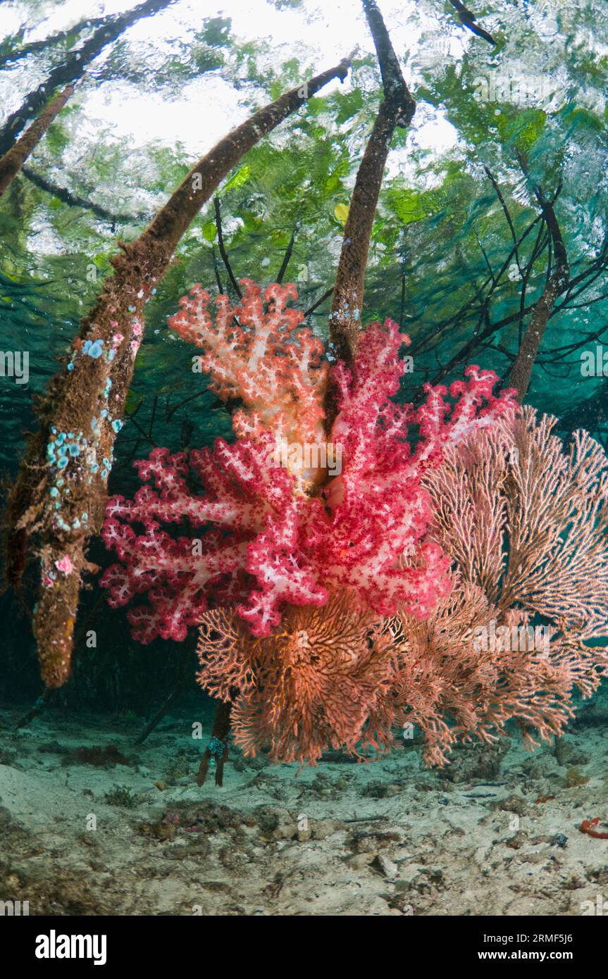 Mangrovie blu. Corallo morbido e altri invertebrati che crescono sulle radici di mangrovie (Rhizophora sp.) sul bordo della barriera corallina. Raja Ampat, West Papu Foto Stock
