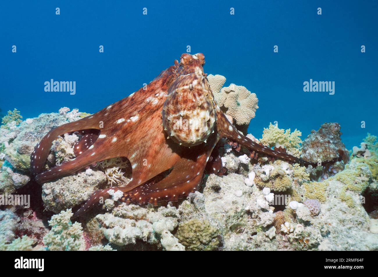 Polpo del giorno (Octopus cyanea) che allunga il braccio verso la femmina per accoppiarsi. Egitto, Mar Rosso. Foto Stock