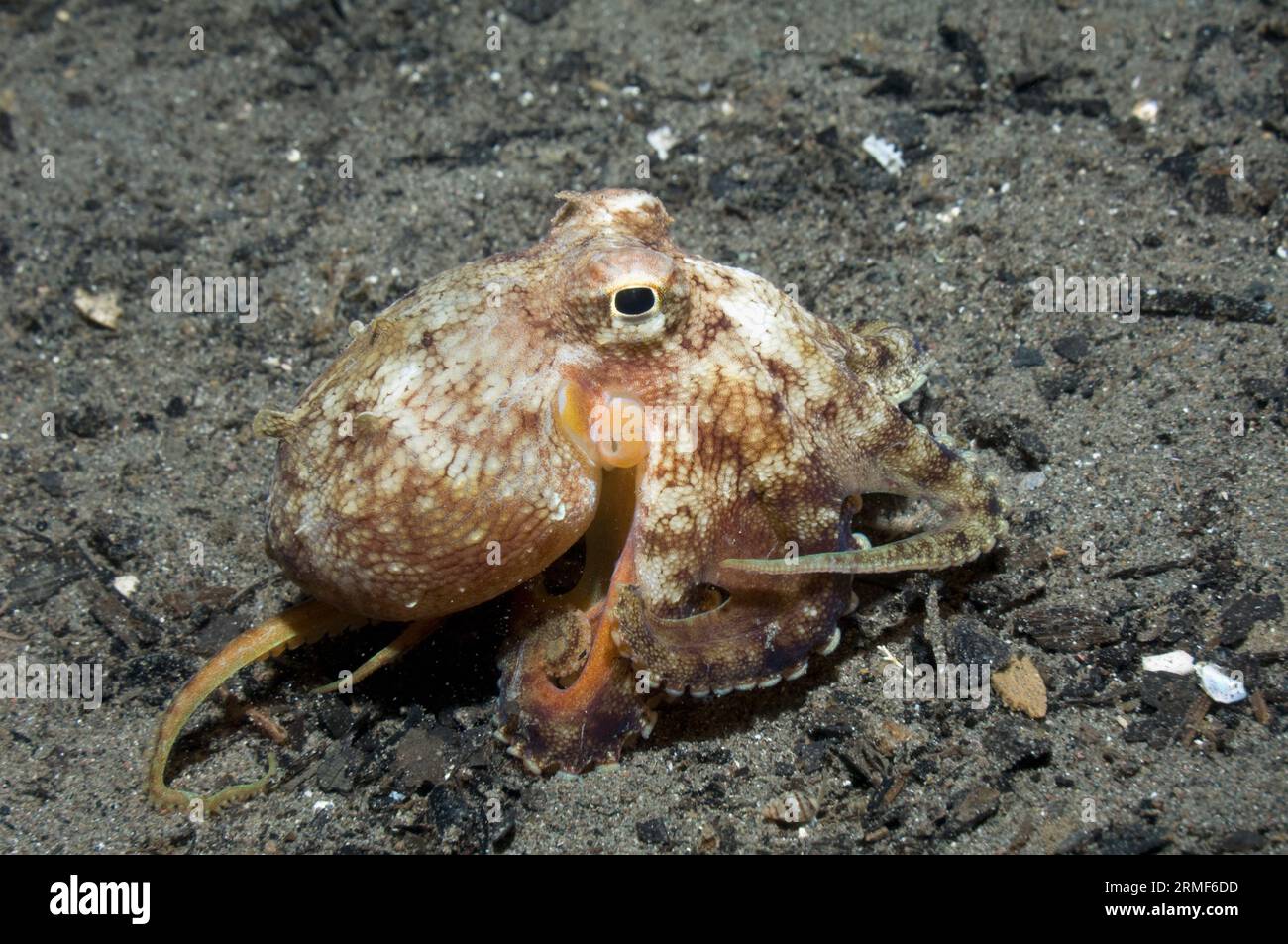 Polpo venato (Octopus marginatus) attivo di notte (da cui l'occhio grande). Parco nazionale di Komodo, Indonesia. Foto Stock
