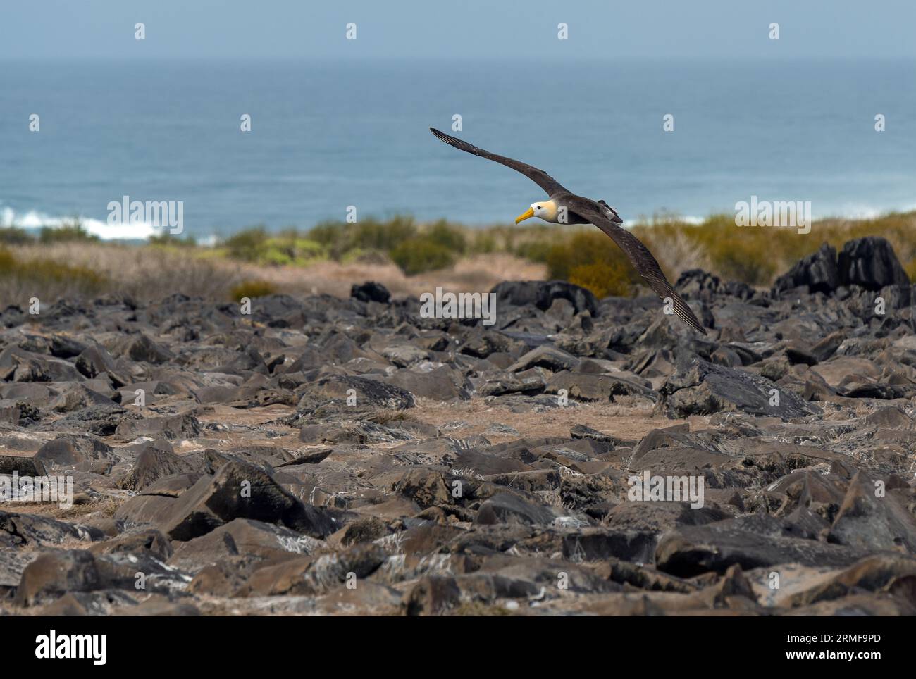 Le Galapagos sventolarono Albatross (Phoebastria irrorata) volando su rocce vulcaniche, Isola di Espanola, Parco Nazionale delle Galapagos, Ecuador. Foto Stock