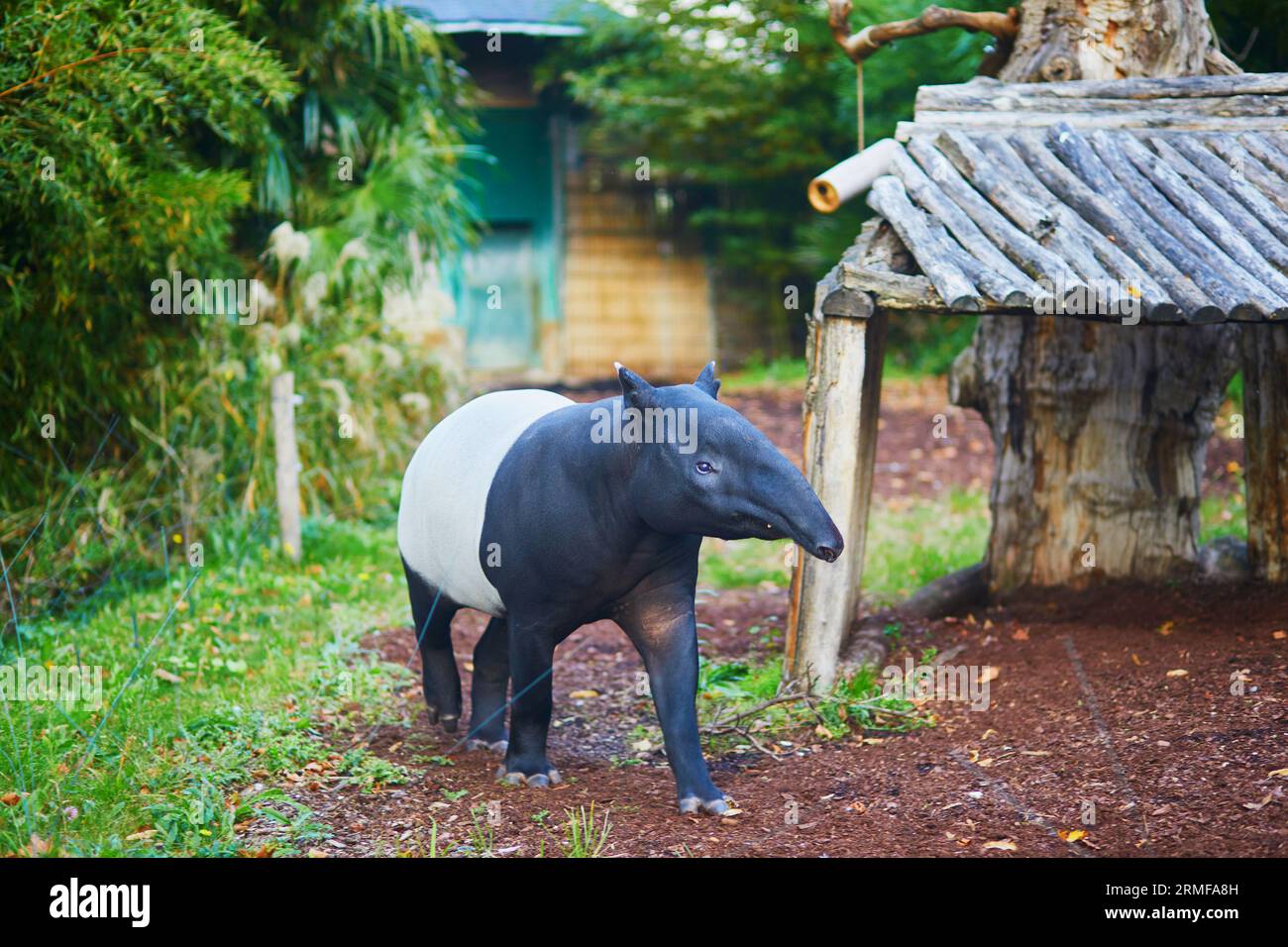 Tapir malese (tapirus indicus) nello zoo di Parigi, in Francia Foto Stock