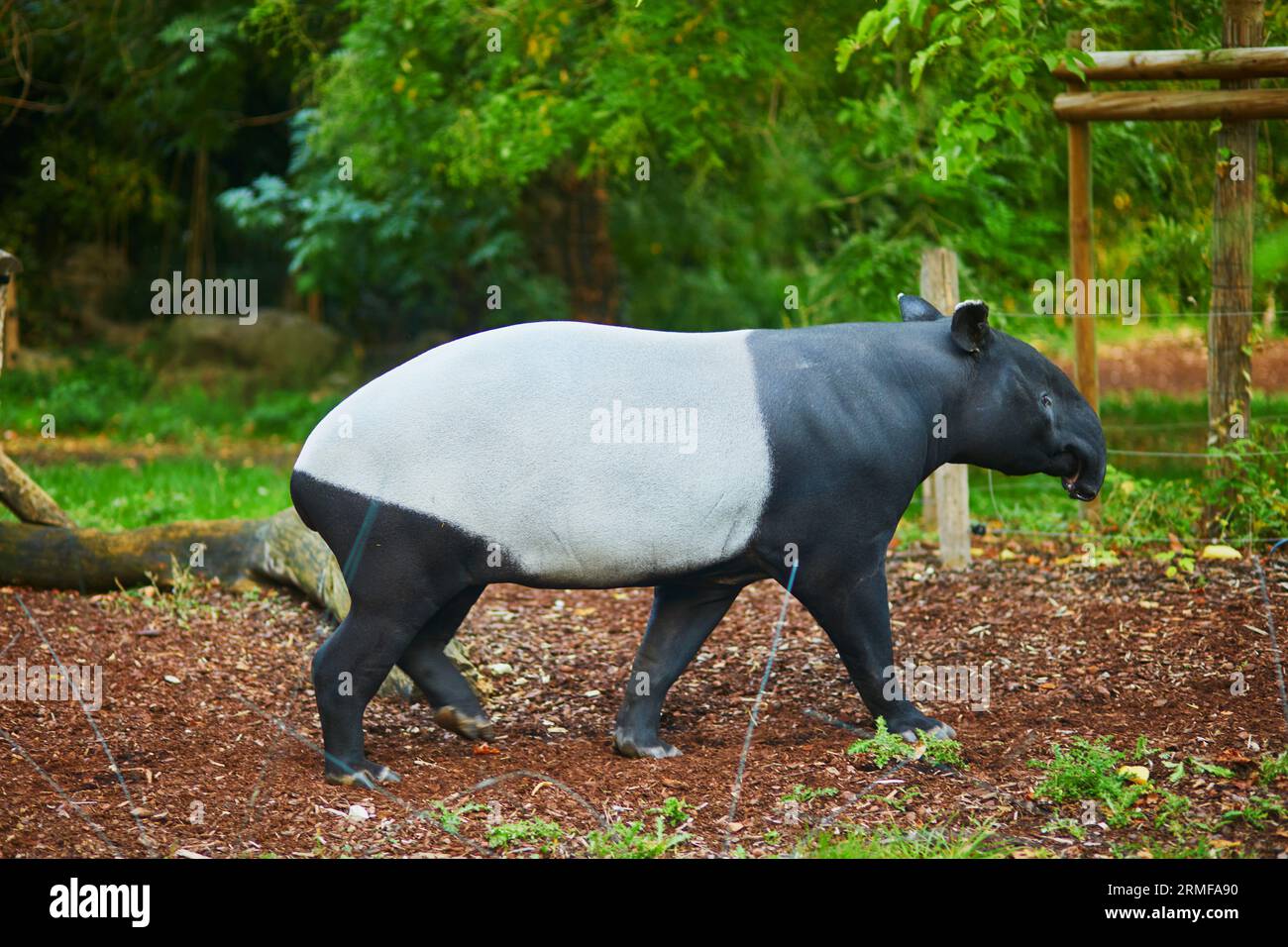 Tapir malese (tapirus indicus) nello zoo di Parigi, in Francia Foto Stock
