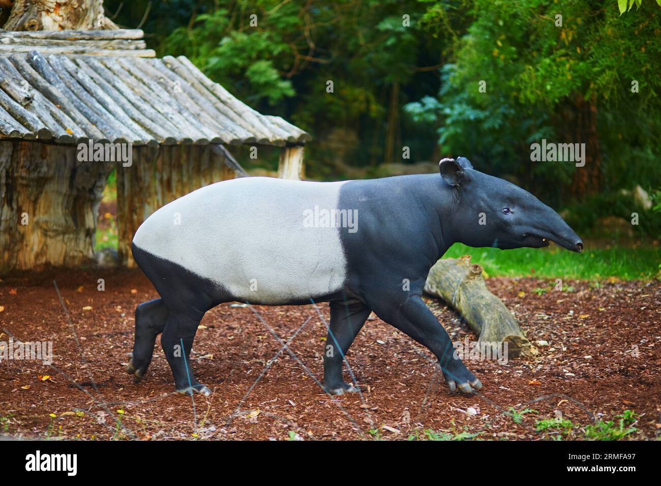 Tapir malese (tapirus indicus) nello zoo di Parigi, in Francia Foto Stock