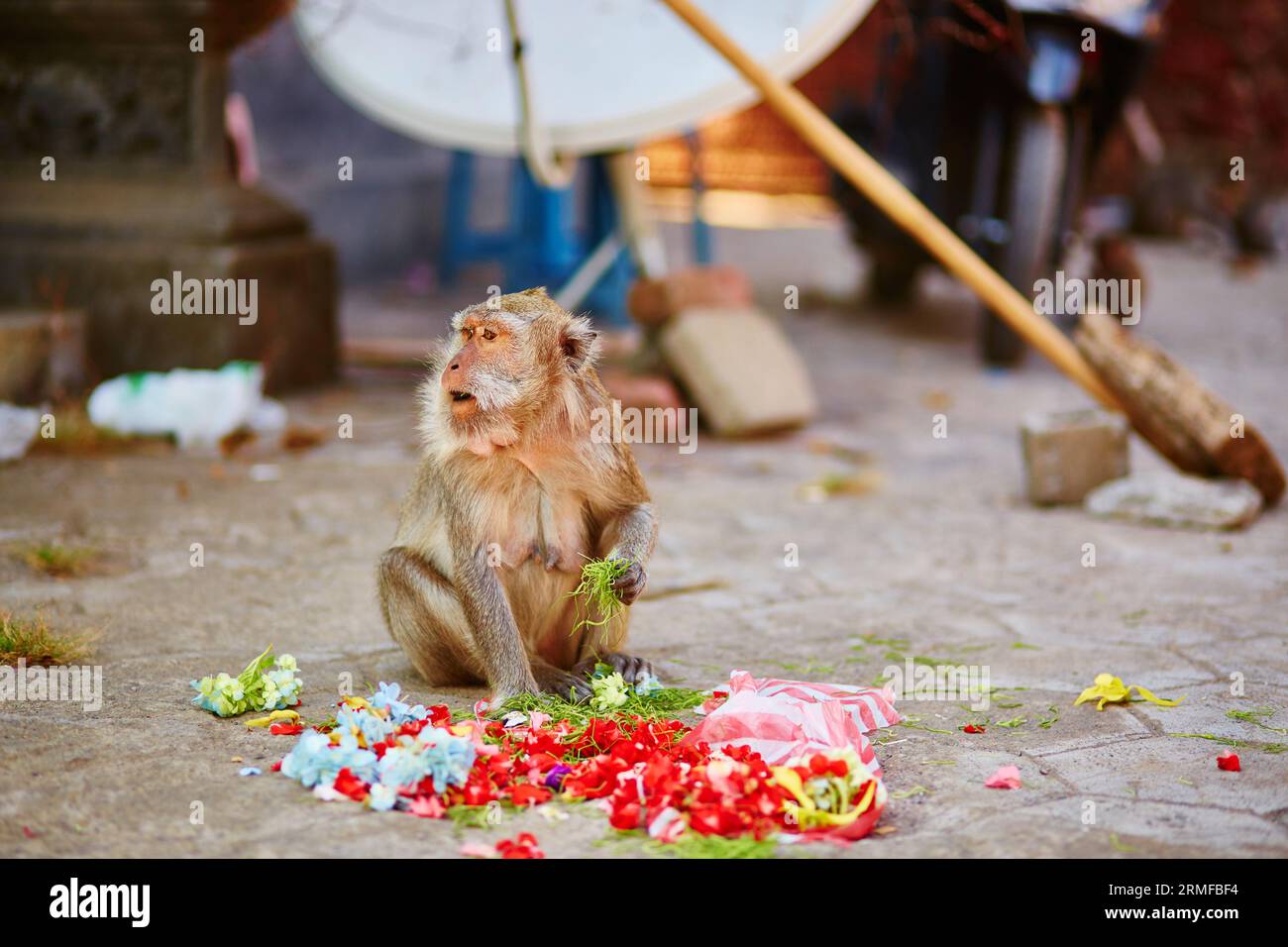 Offerte di cibo per scimmie in un tempio balinese, Indonesia Foto Stock