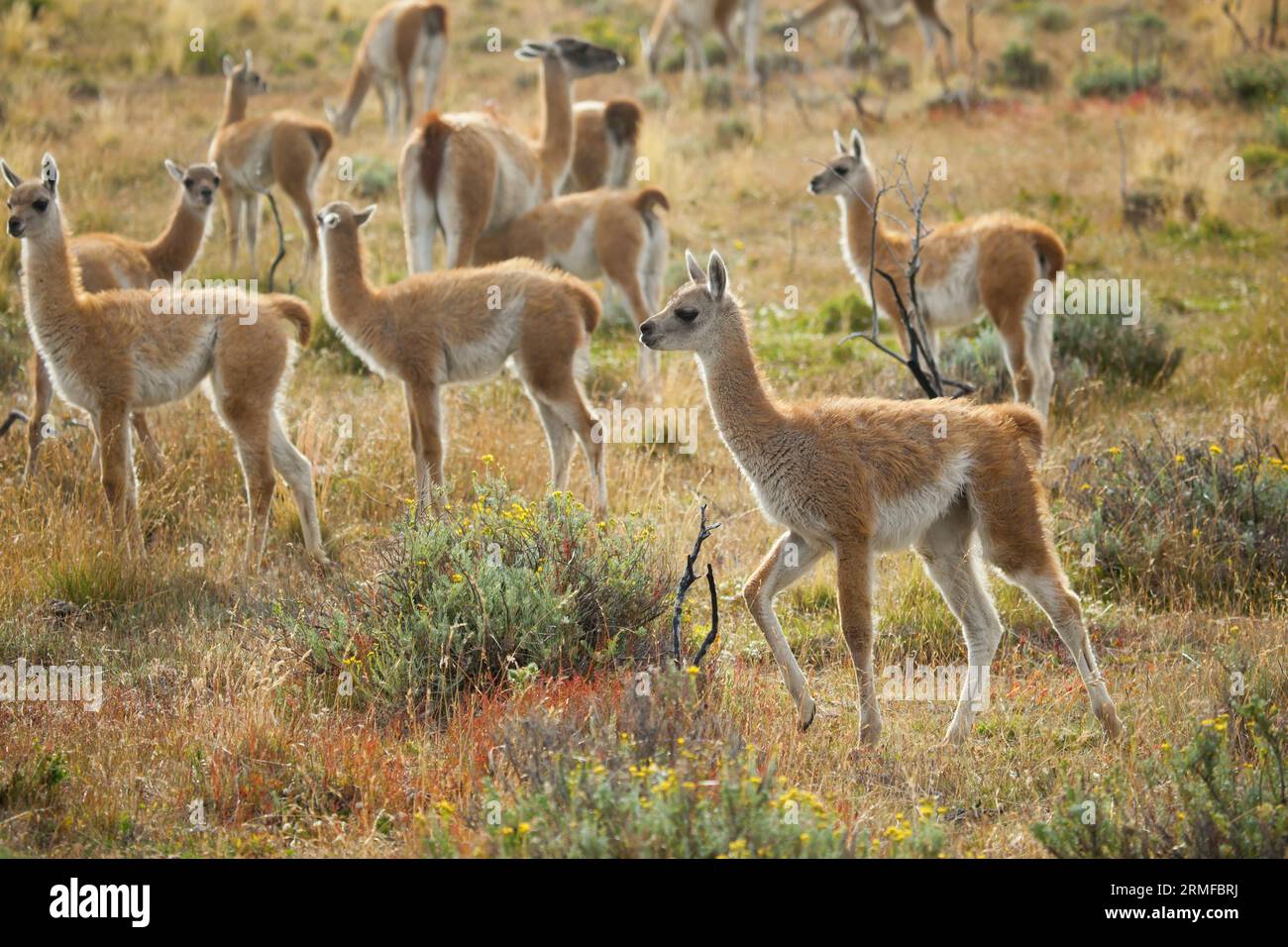 Molti giovani guanacoes nel parco nazionale Torres del Paine, Cile Foto Stock