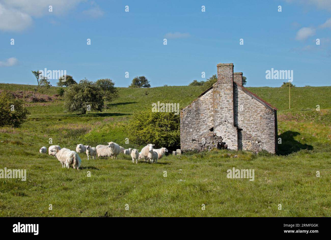 Cottage abbandonato, Minera, Wrexham, Galles Foto Stock