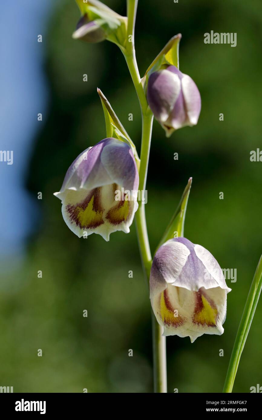Giglio di spada a farfalla (gladiolus papilio) Foto Stock