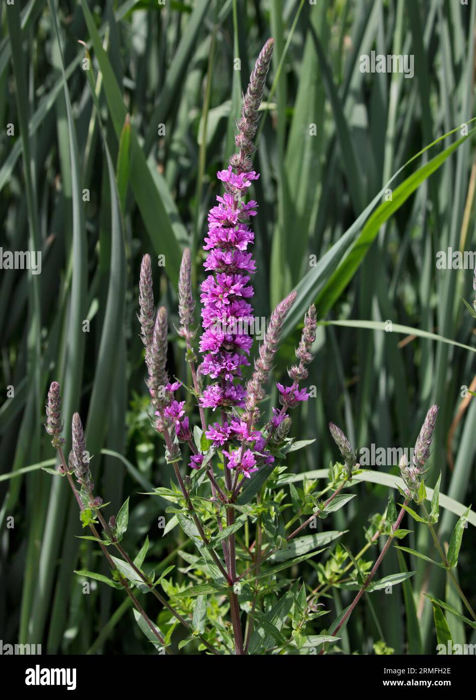 Loosestrife viola (litro salicaria) Foto Stock