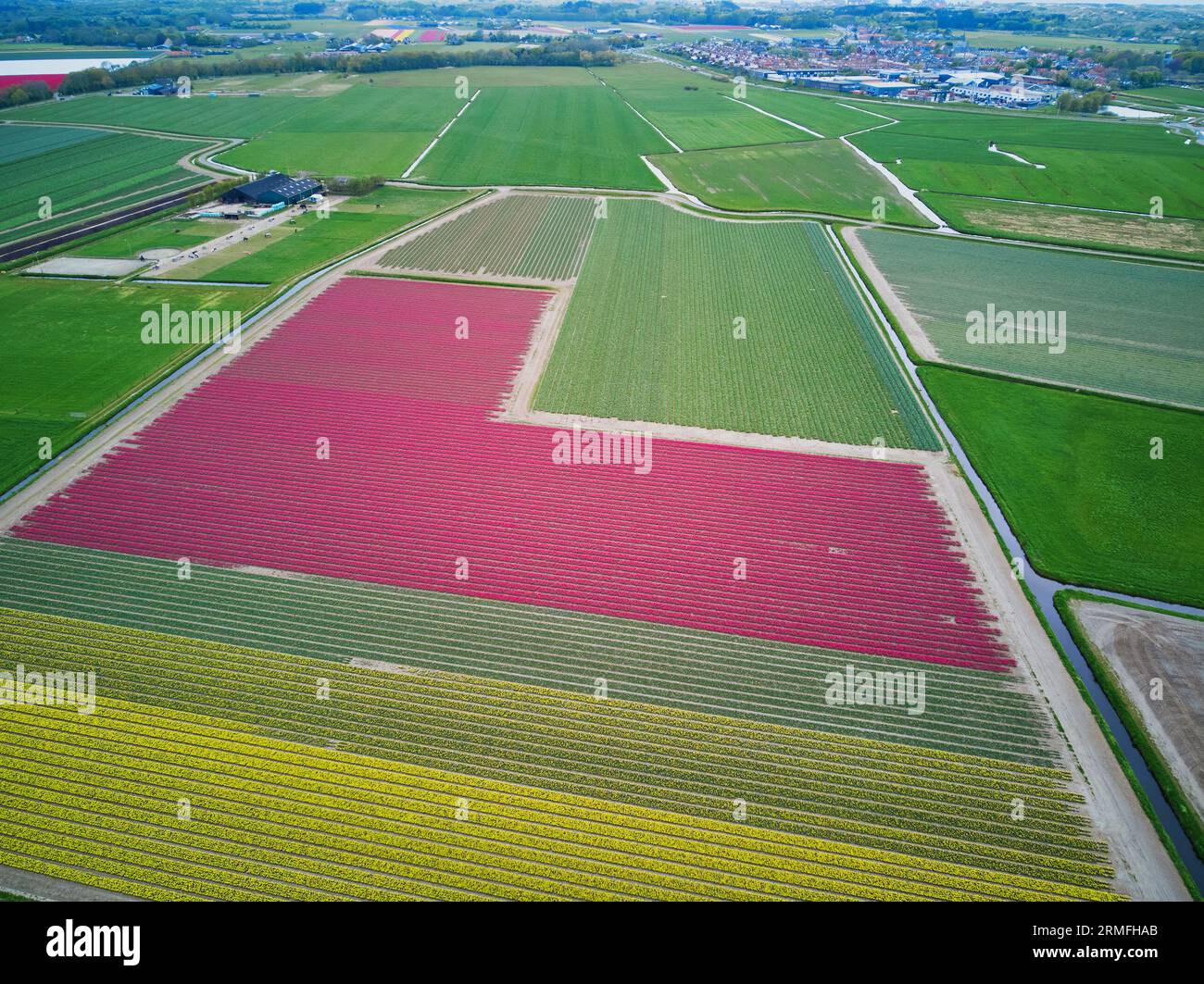 Vista aerea dei campi di tulipani in fiore a Zuid-Holland, Paesi Bassi Foto Stock