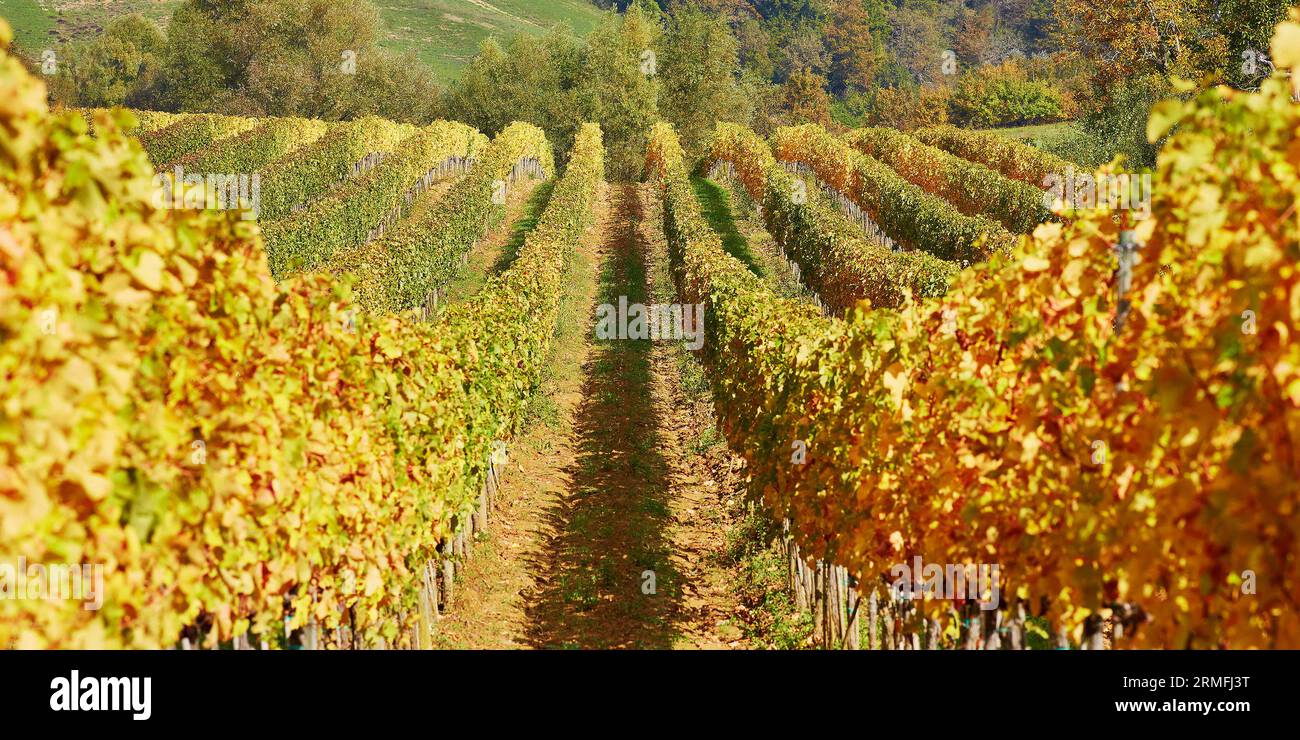 Vista panoramica dei vigneti toscani in Val d'Orcia, Toscana, Italia Foto Stock