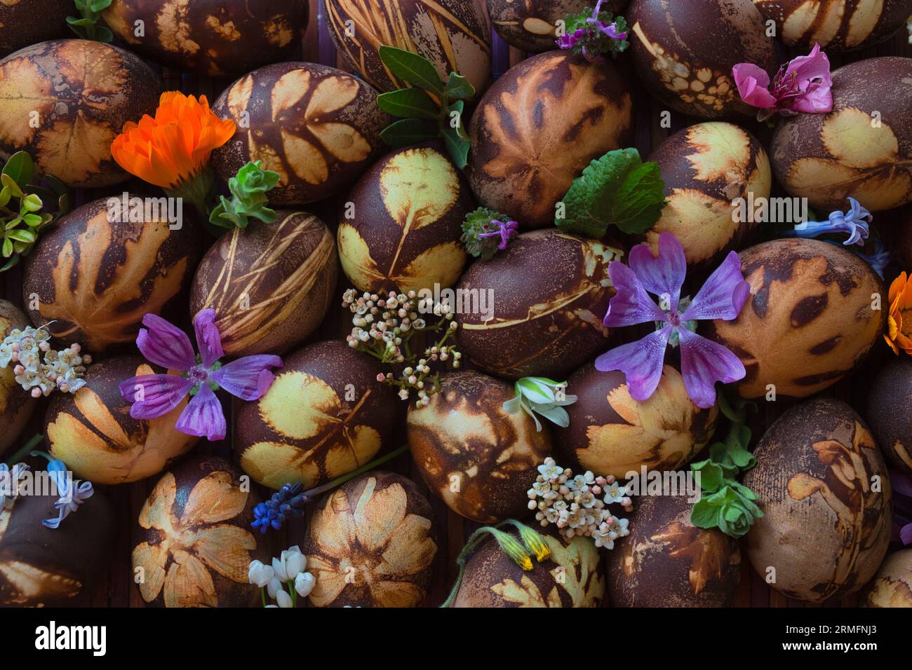 Preparazione delle uova per Pasqua, la tintura è fatta con ingredienti naturali presenti nelle erbe e nelle erbe Foto Stock