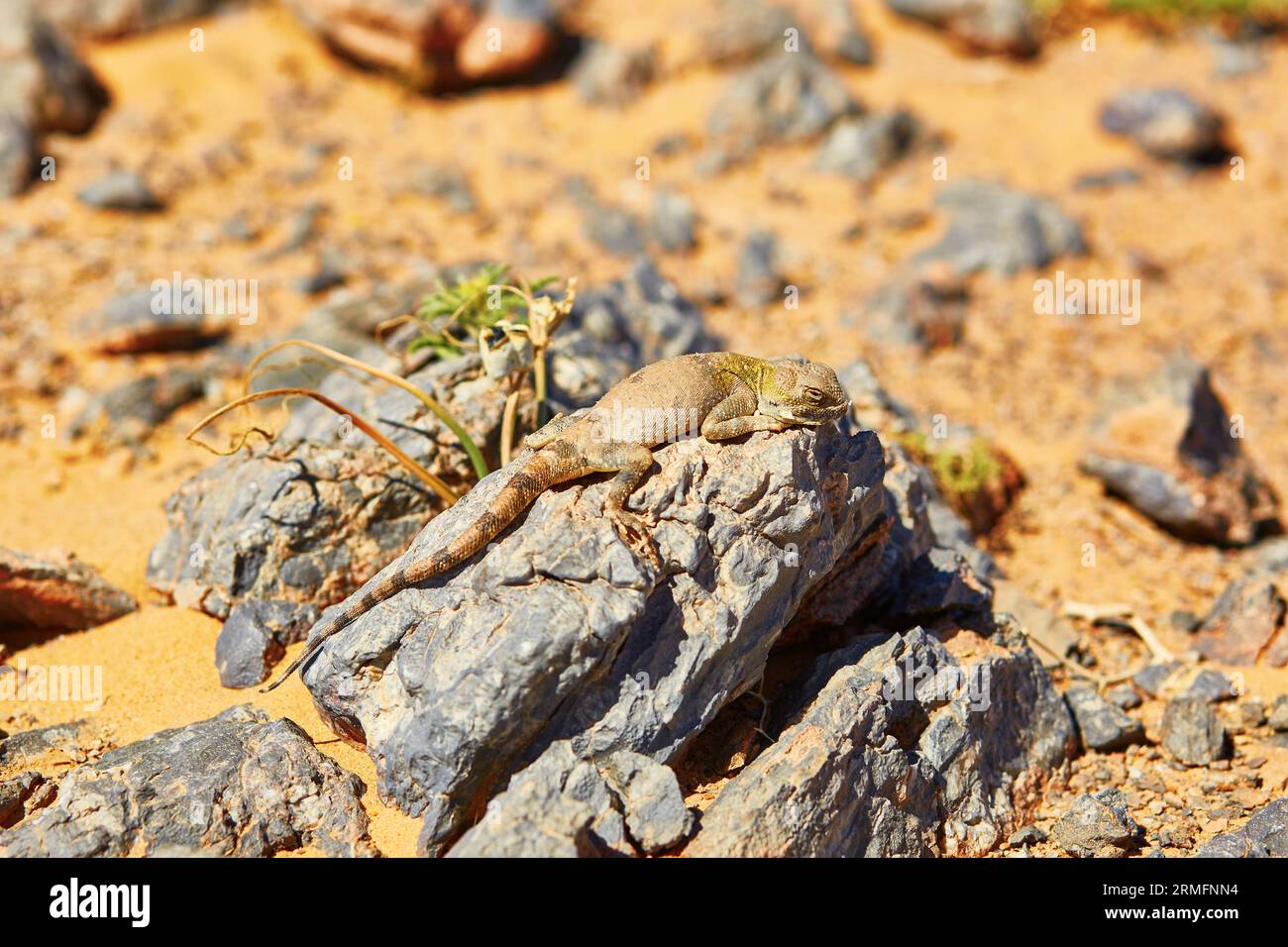 Lucertola sulla pietra nel deserto del Sahara, Merzouga, Marocco, Africa Foto Stock