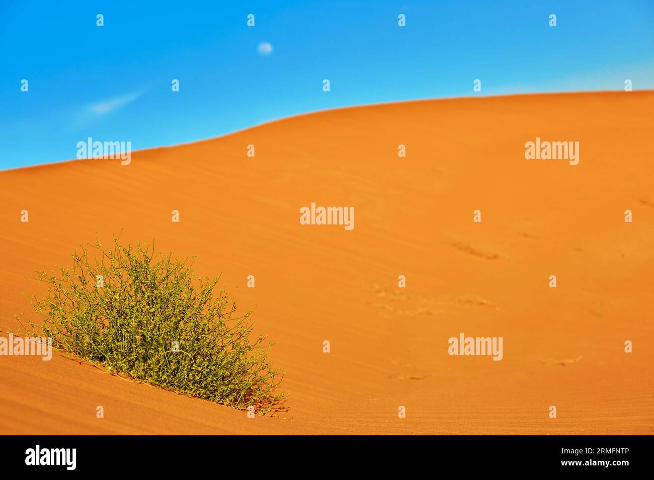 Pianta verde che cresce nelle dune di sabbia del deserto del Sahara, Merzouga, Marocco Foto Stock