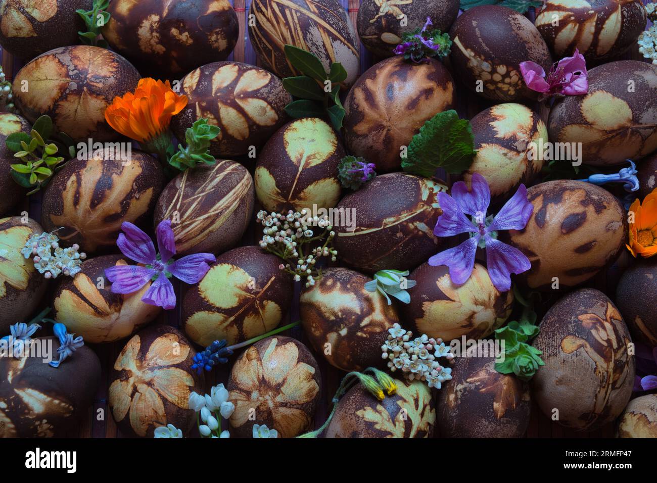 Preparazione delle uova per Pasqua, la tintura è fatta con ingredienti naturali presenti nelle erbe e nelle erbe Foto Stock