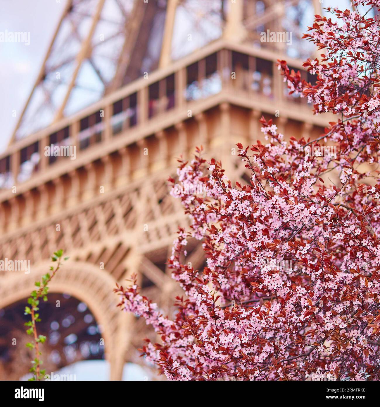 Primavera a Parigi. Splendido albero di ciliegio in fiore e Torre Eiffel. Concentrati sui fiori Foto Stock