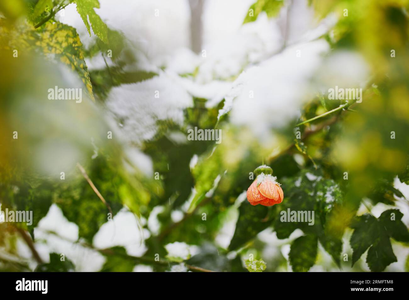 Rami di alberi ricoperti di neve con boccioli di fiori. Condizioni meteorologiche insolite a Parigi, Francia Foto Stock