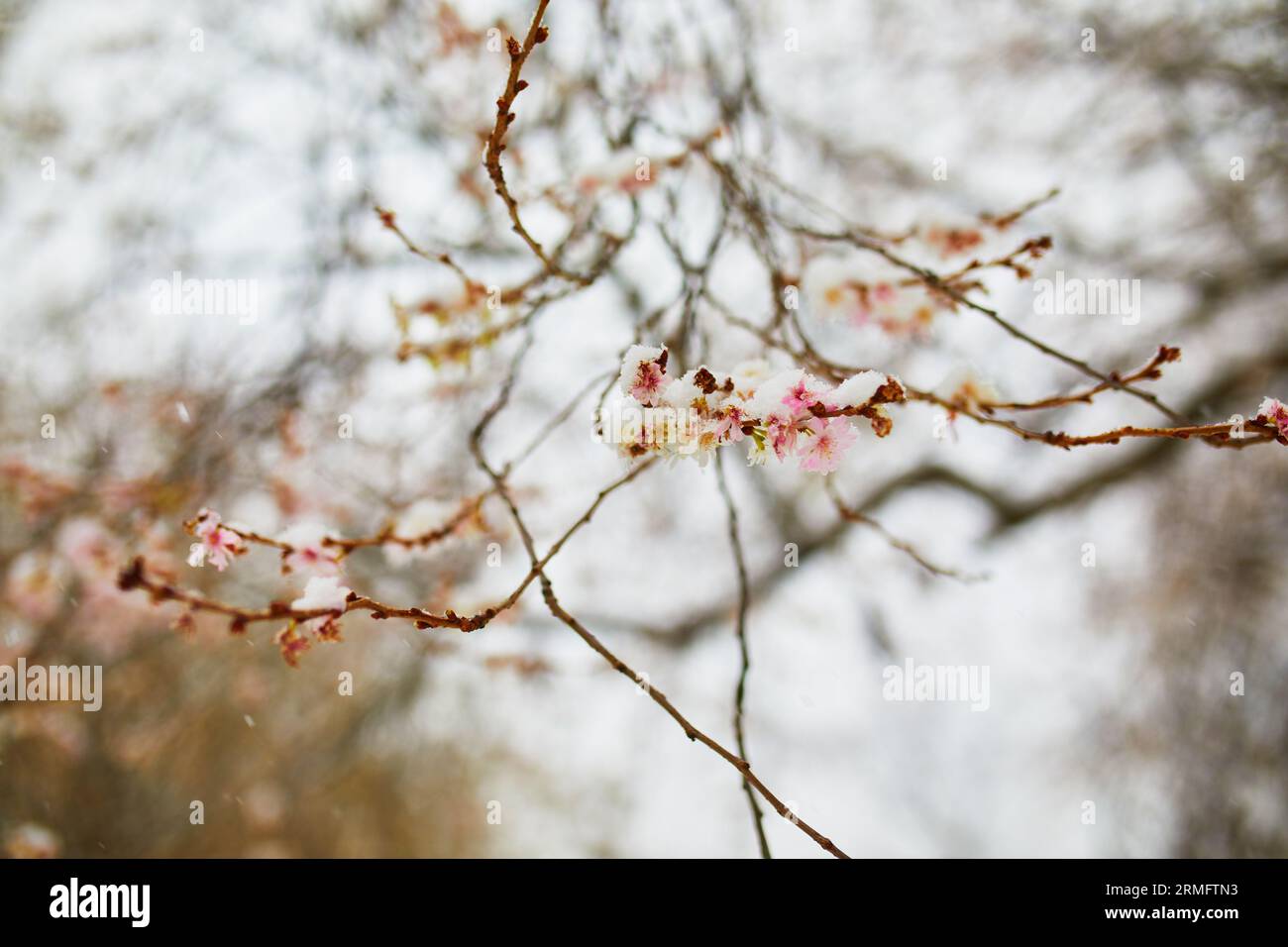 Rami di alberi ricoperti di neve con boccioli di fiori. Condizioni meteorologiche insolite a Parigi, Francia Foto Stock