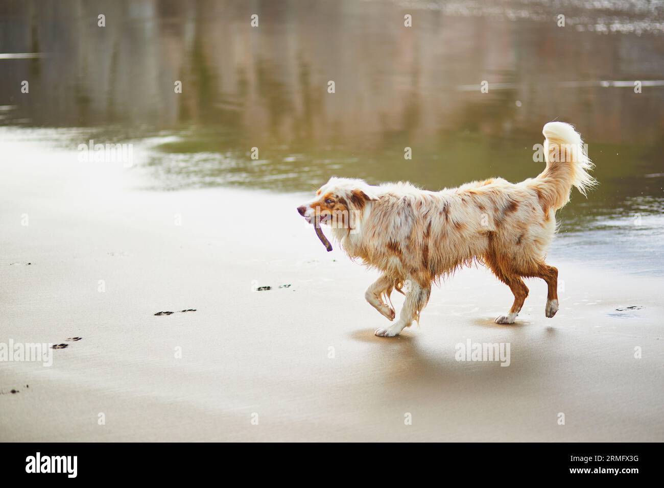 Cane retriever che corre e gioca sulla spiaggia di Zumaia, Paesi Baschi, Spagna Foto Stock