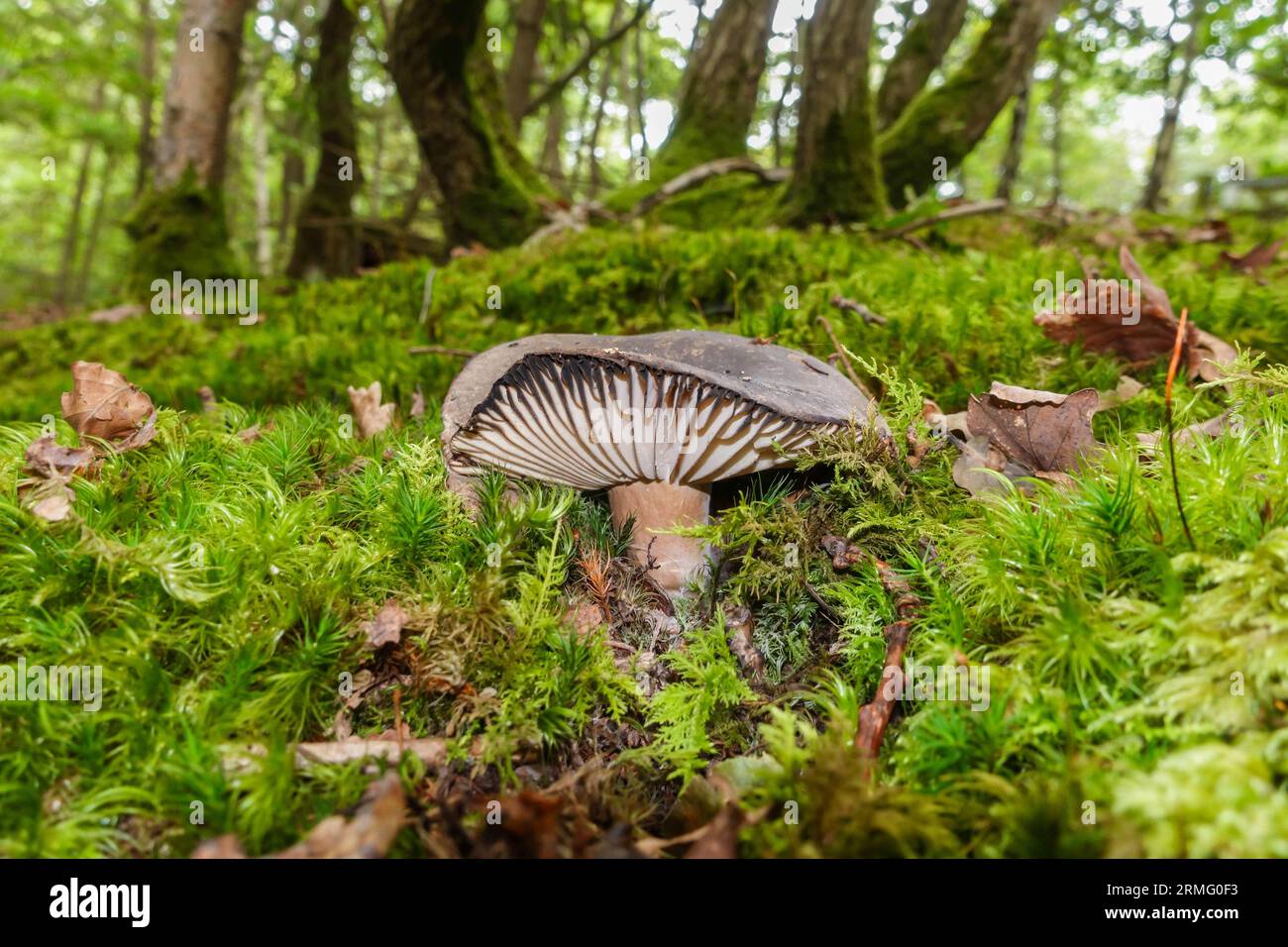 Brittlegill di annerimento (Russula nigricans) che cresce attraverso un letto di muschio su un terreno boschivo Herefordshire UK agosto 2023 Foto Stock