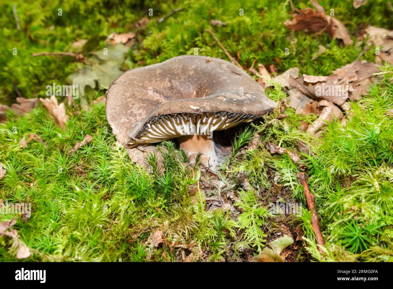 Brittlegill di annerimento (Russula nigricans) che cresce attraverso un letto di muschio su un terreno boschivo Herefordshire UK agosto 2023 Foto Stock