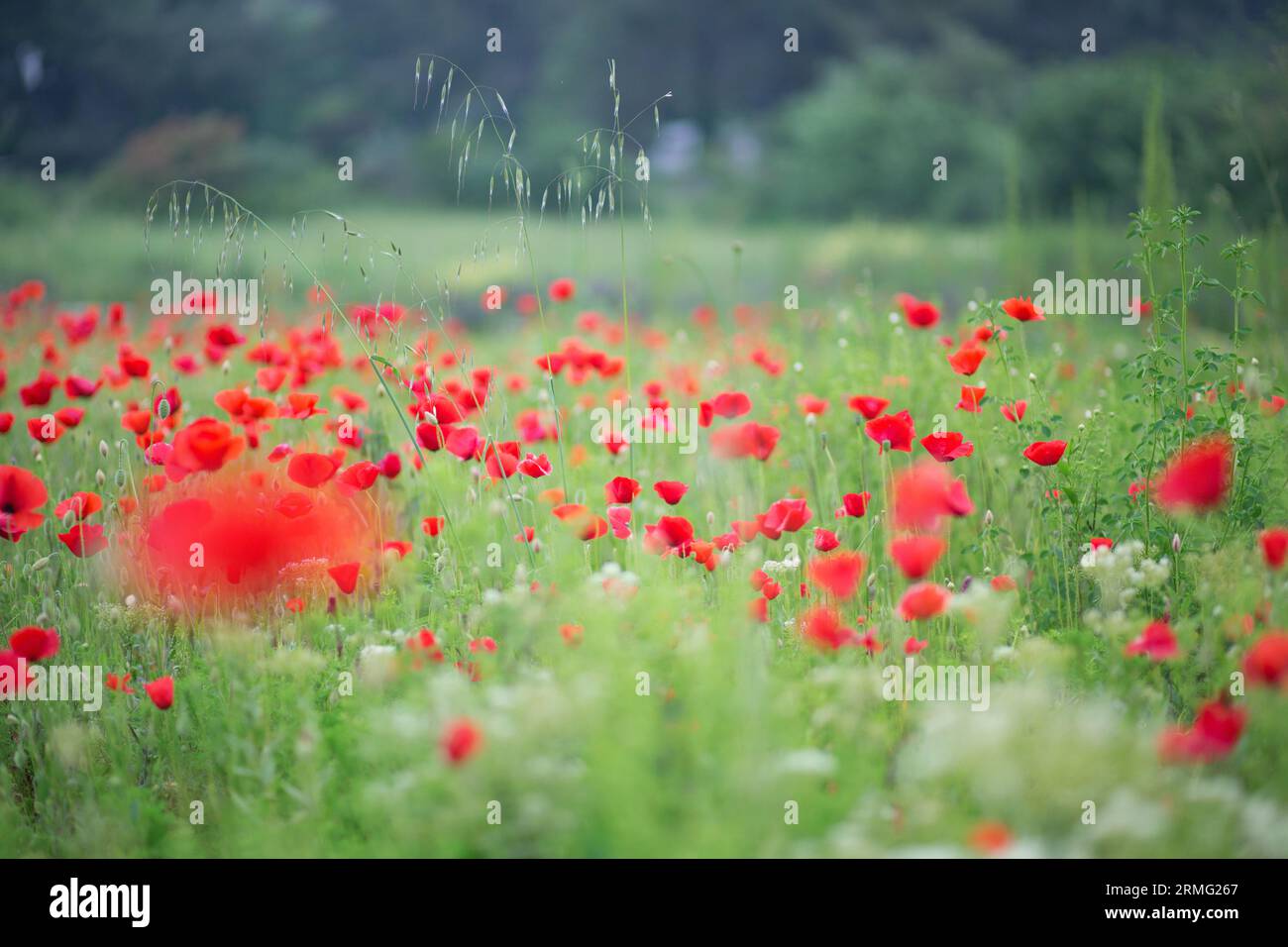Bel prato di papavero Foto Stock