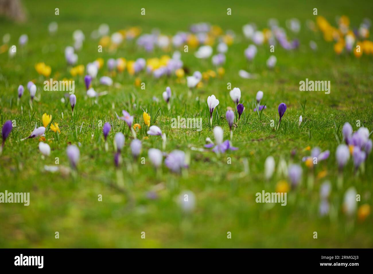 Crocche fresche viola e gialle in erba verde in un giorno primaverile Foto Stock