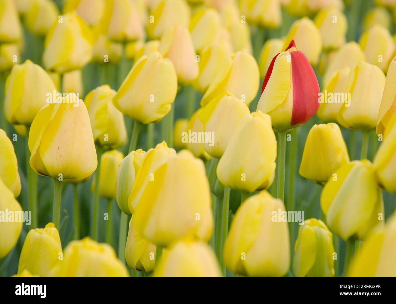 Siate unici! Tulip con petali rossi sul campo di quelli gialli Foto Stock