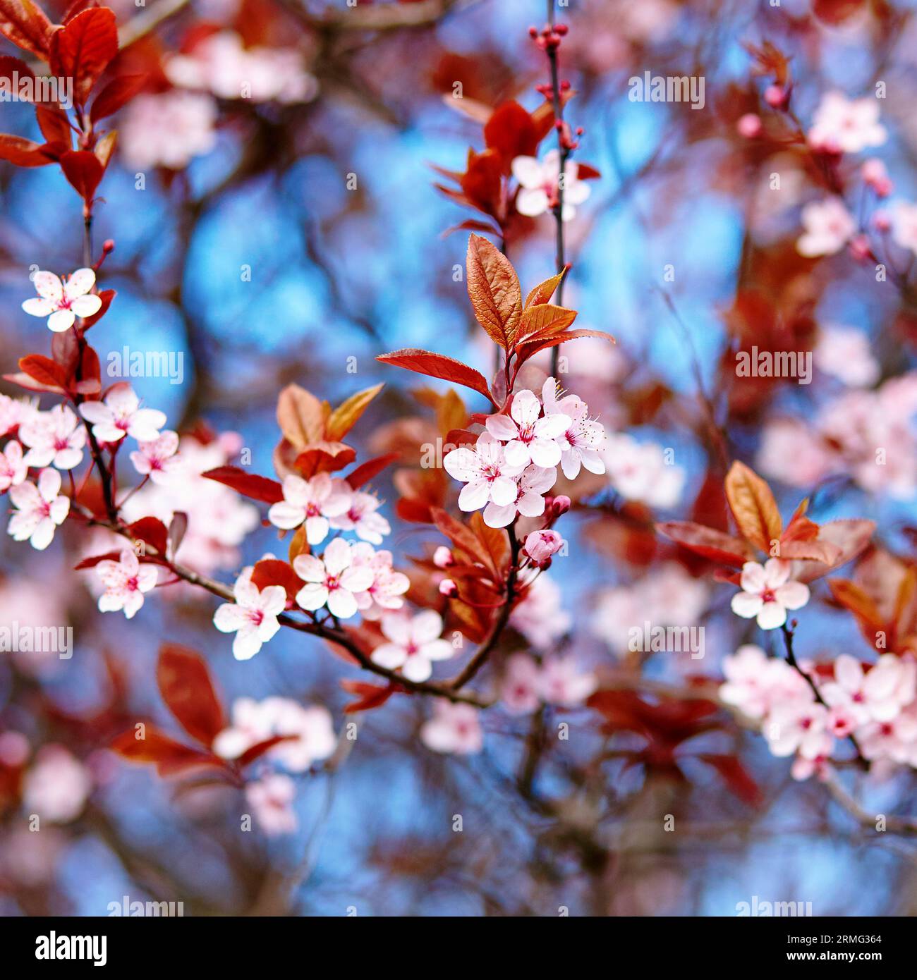Splendidi fiori di ciliegio in fiore in un giorno di primavera Foto Stock