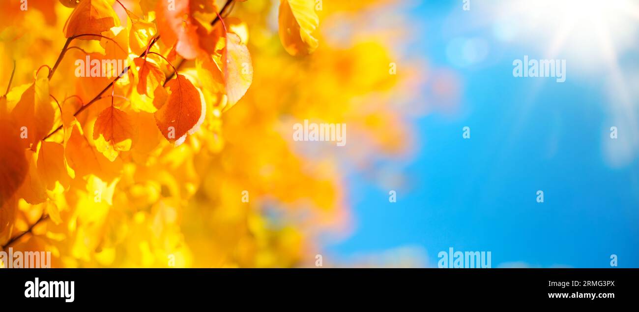 foglie autunnali gialle e soleggiate su sfondo blu; decorano un ampio sfondo sfocato nella foresta autunnale Foto Stock