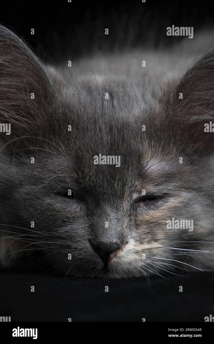 Sfondo nero gattino grigio addormentato Foto Stock