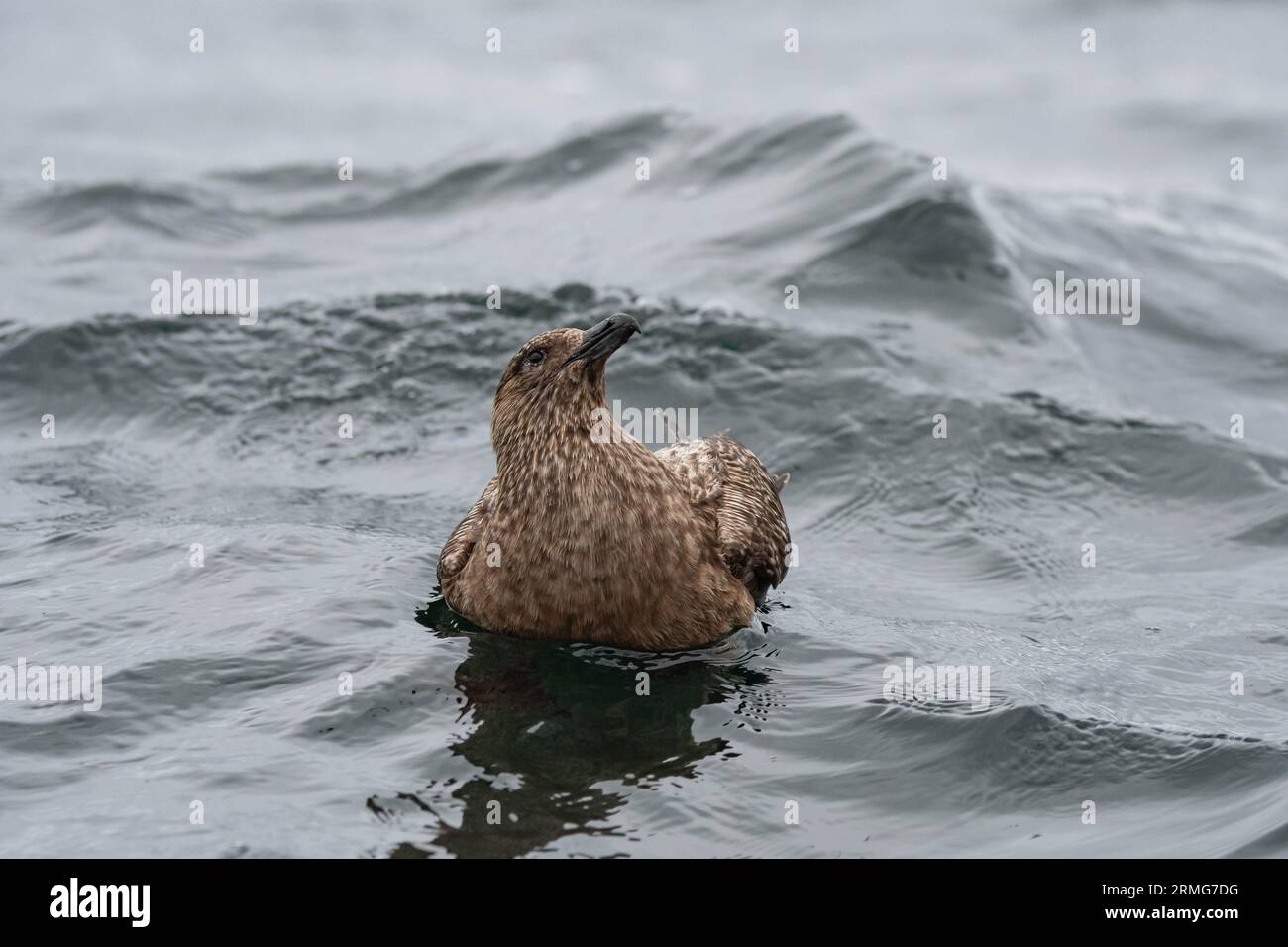 seduto sulle superfici dell'acqua in cerca di cibo Foto Stock