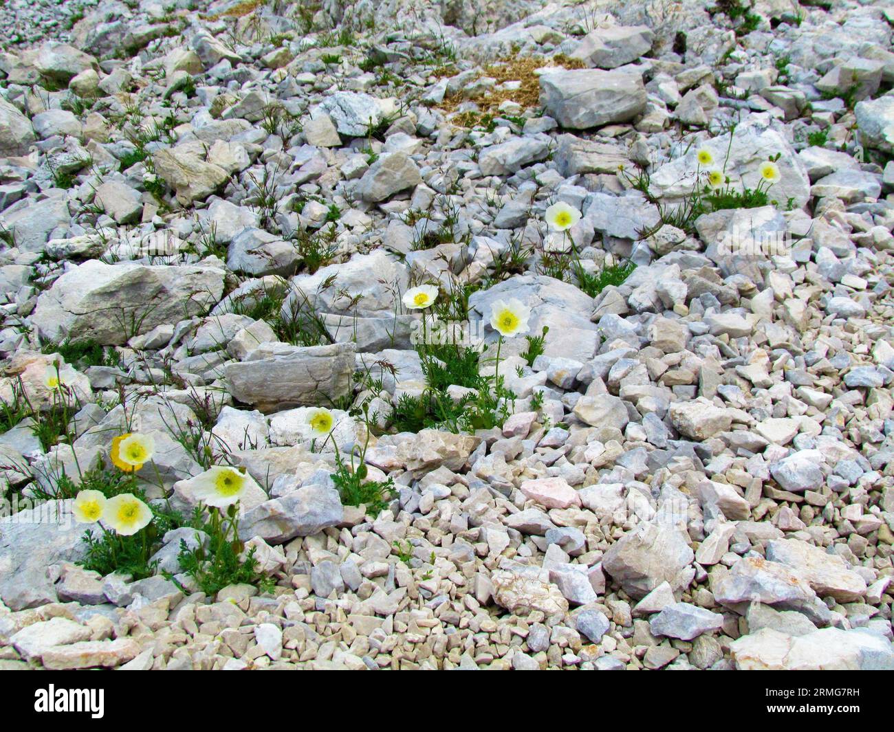 Papavero alpino in fiore bianco o papavero nano (Papaver alpinum) che cresce su un terreno roccioso nel parco nazionale del Triglav e nelle alpi Giulie, in Slovenia Foto Stock