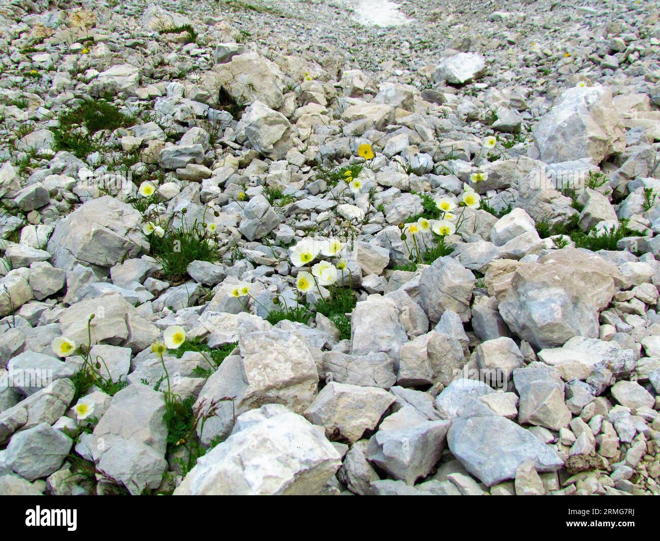 Fiori di papavero alpino in fiore bianco o papavero nano (Papaver alpinum) che crescono su un terreno roccioso nel parco nazionale del Triglav e nelle alpi Giulie, in Slovenia Foto Stock