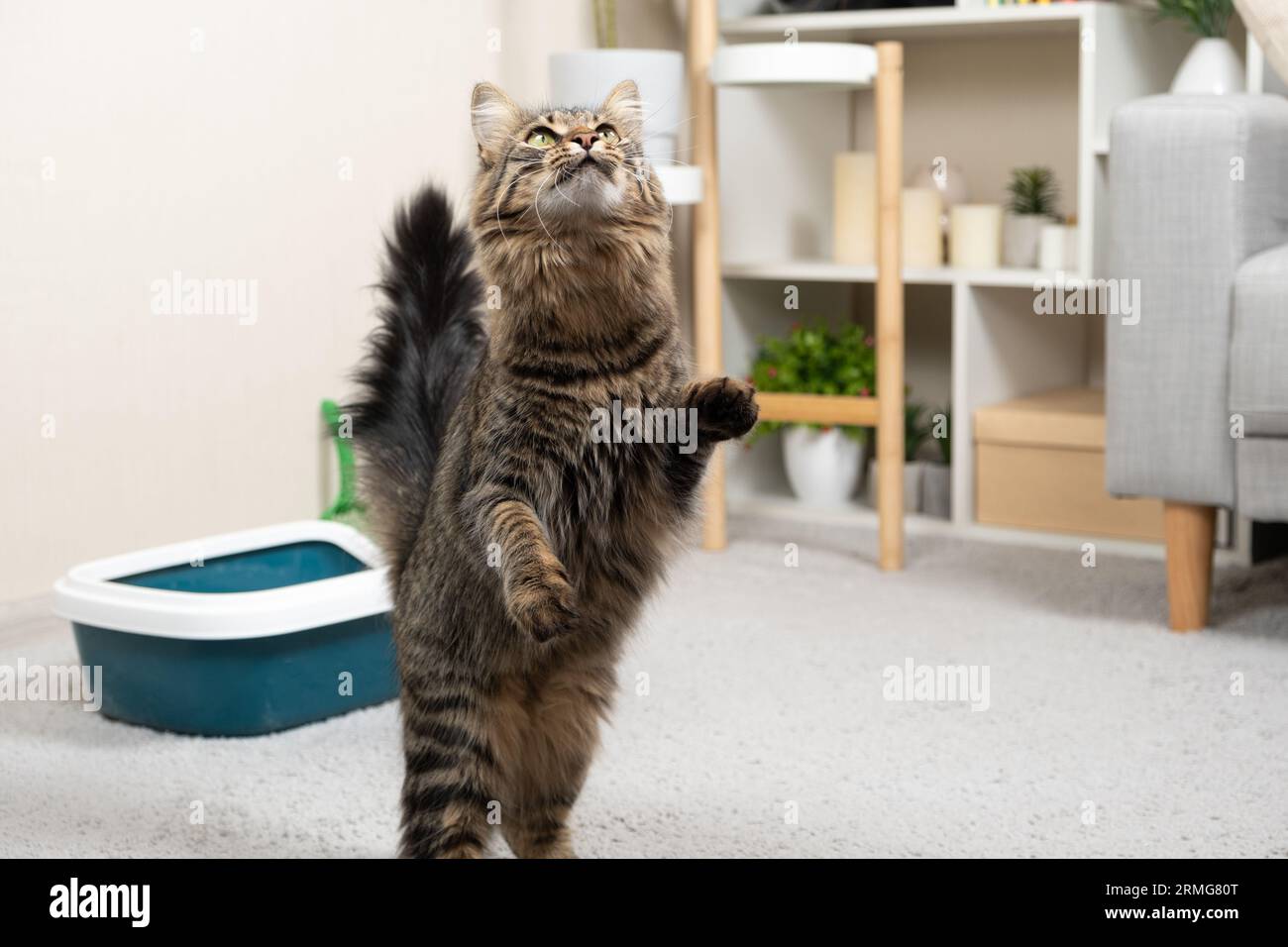 Un gatto domestico si erge sul suo posteriore due gambe e si allunga verso l'alto. Foto Stock