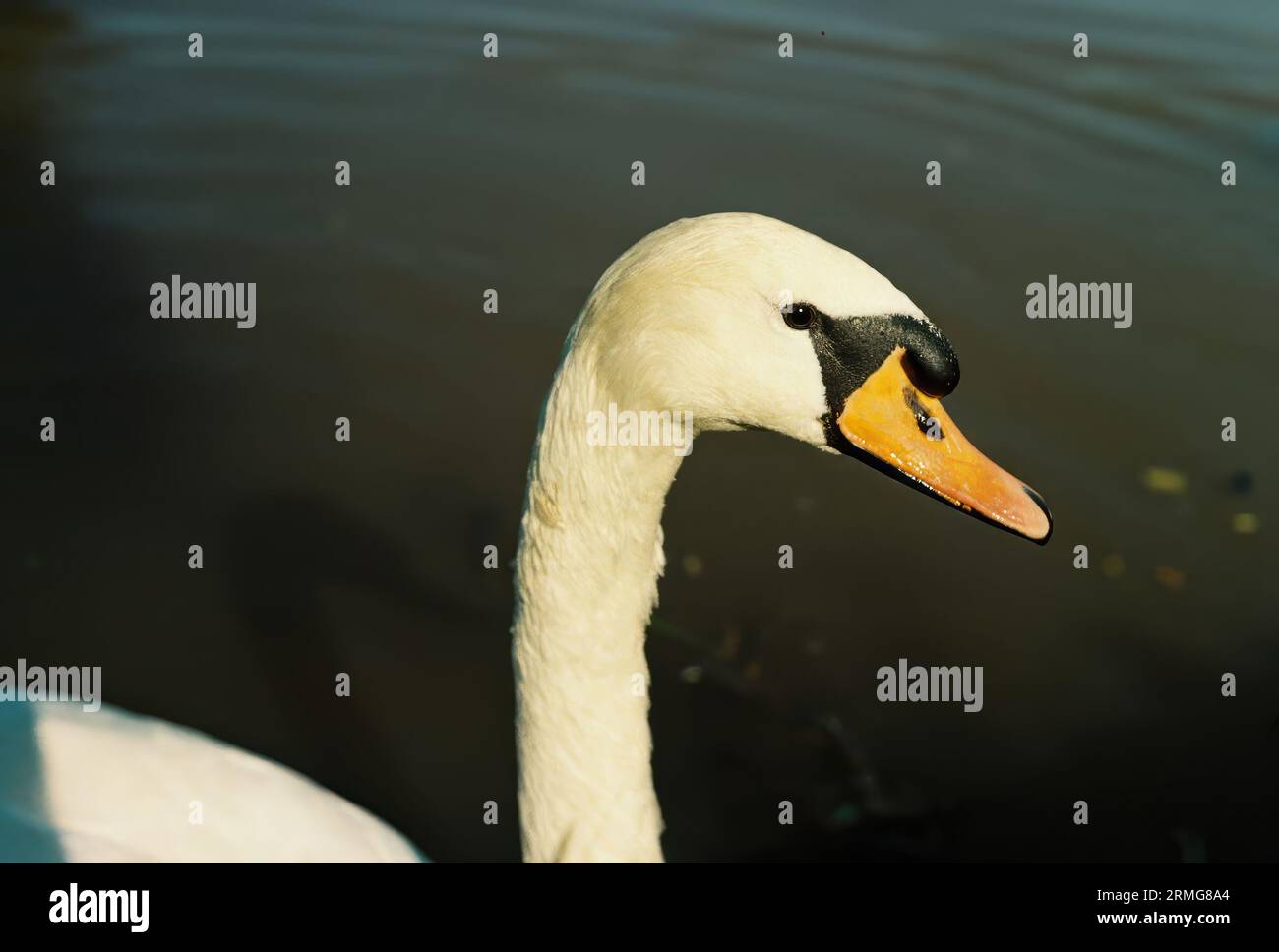 Un ritratto ravvicinato del cigno muto (Cygnus olor) in un fiume inglese scattato con un Pentax MX Foto Stock