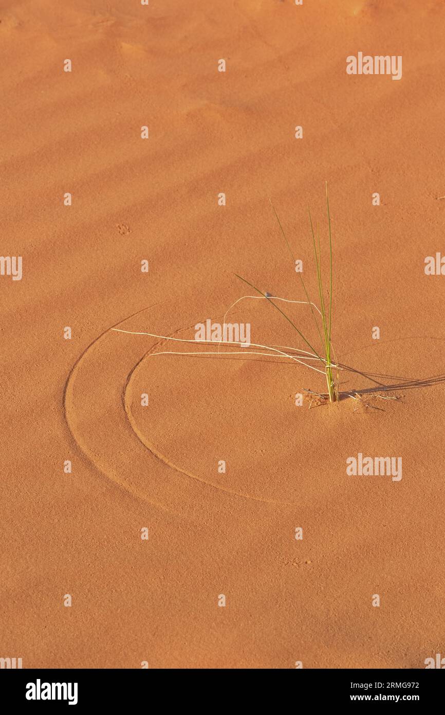 Ampio spazio per le copie su un motivo verticale di sabbia rossa al Pink Coral Sands State Park nello Utah, Stati Uniti, su sfondo concettuale astratto Foto Stock