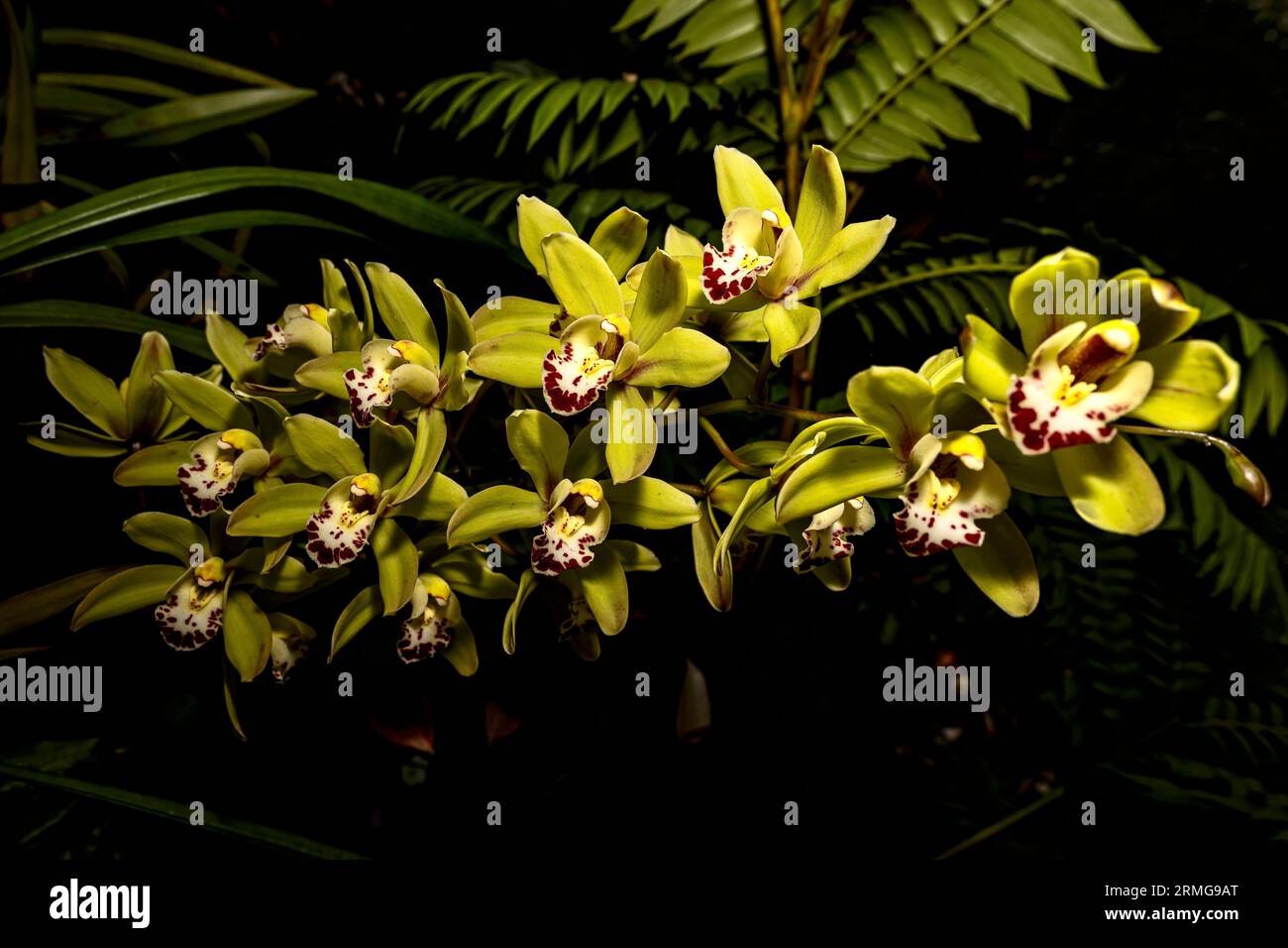 Giardini botanici sulla biodiversità dell'isola la Reunion dell'Oceano Indiano Foto Stock